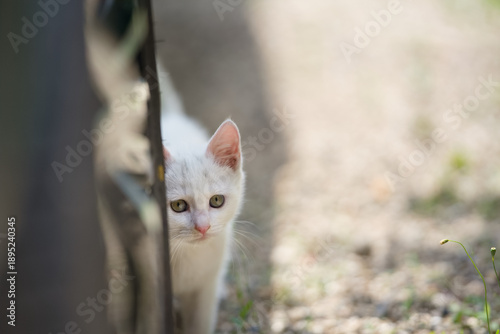5月、物陰からこちらの様子を窺う白い仔猫