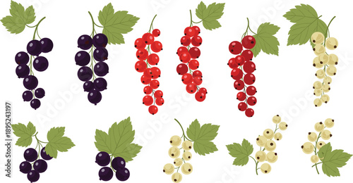 Currant berry illustration set with red black and white clusters fresh garden fruit