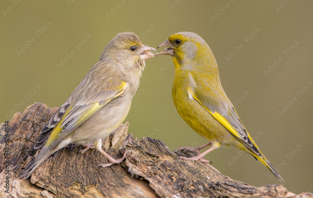 Obraz premium European Greenfinch - pair of birds in spring at a wetland