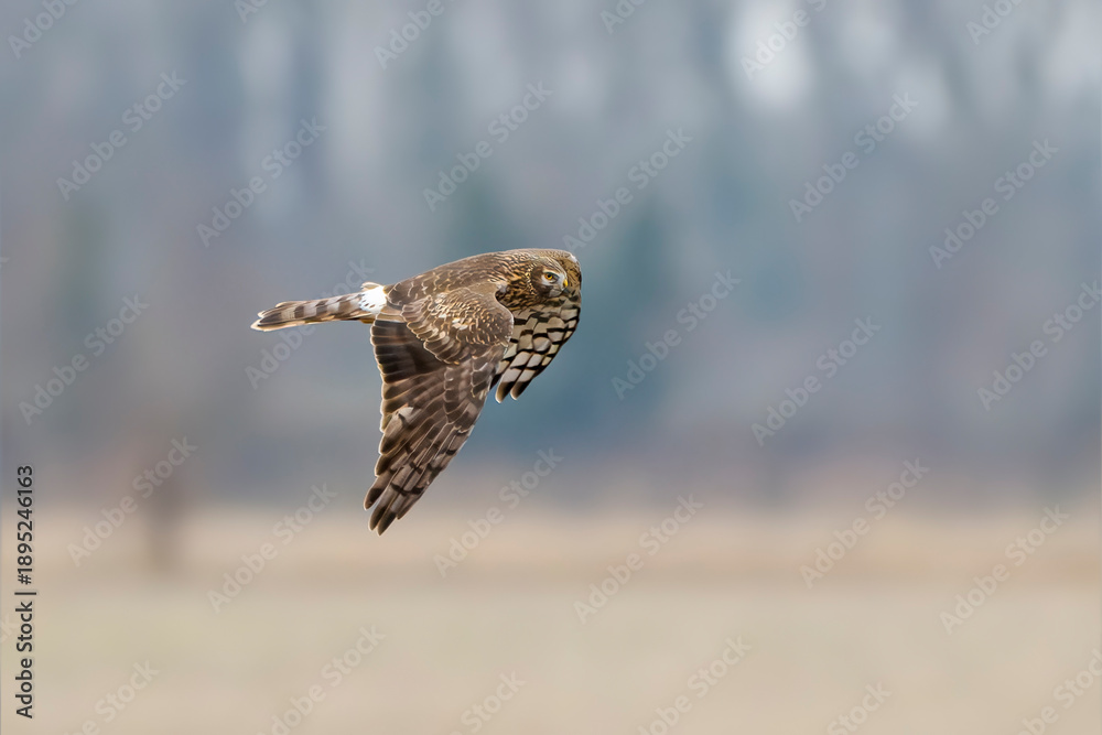 Fototapeta premium Adult female hen harrier (Circus cyaneus) in flight. Isonzo river mouth nature reserve Isola della Cona, Gorizia province, Staranzano, Friuli Venezia Giulia, Italy.