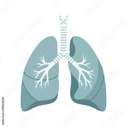 Healthy Lungs Illustration for Medical Healthcare and Respiratory Awareness