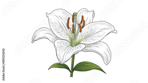 Elegant white lily flower with long green leaves and stems presented in a detailed botanical illustration isolated on a white background.