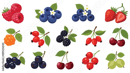 Large collection of various colorful berries including raspberries, blueberries, and strawberries isolated on a white background.
