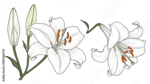 Hand drawn illustration of two beautiful white lily flowers and green buds showing elegant details and textures.
