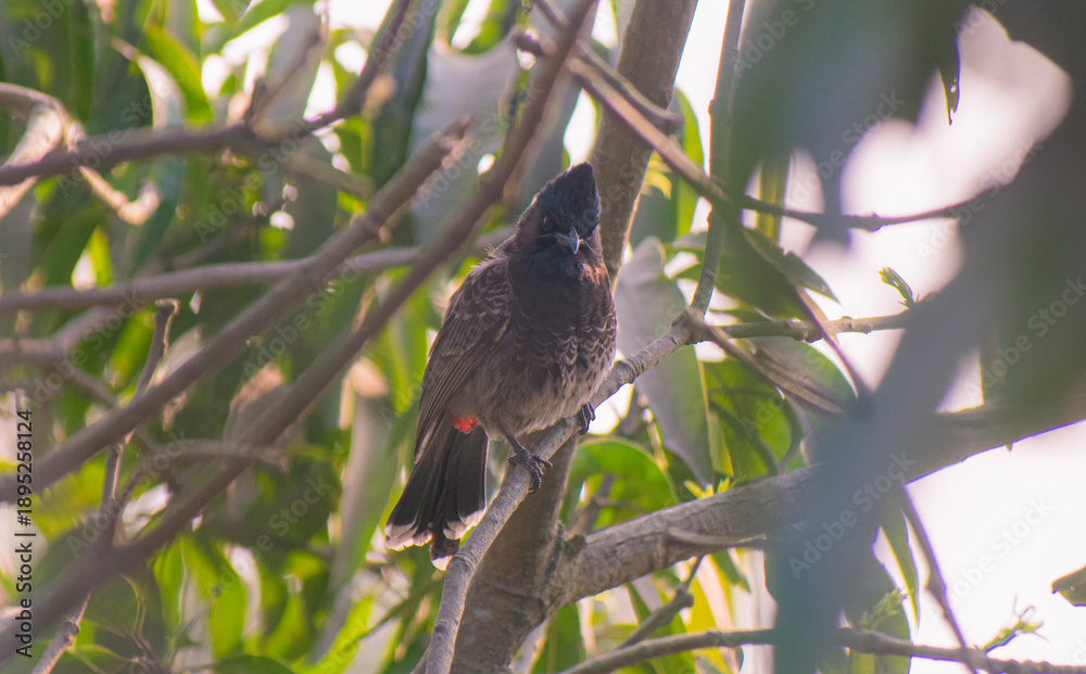 Fototapeta premium Red-vented bulbul bird perched on a slender tree branch against a clear blue sky.