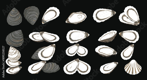Oyster shell and meat illustration set with open and closed mollusk seafood elements isolated