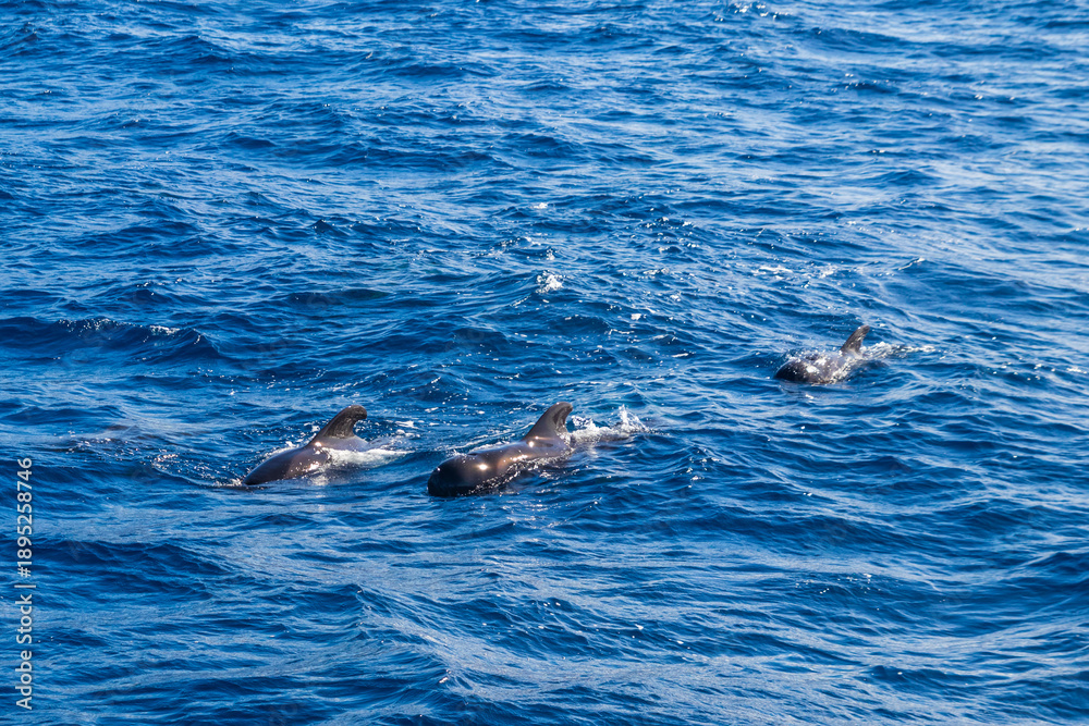 Naklejka premium Group of the short-finned pilot whales (Globicephala macrorhynchus) in the Atlantic ocean near La Palma island, Canary, Spain