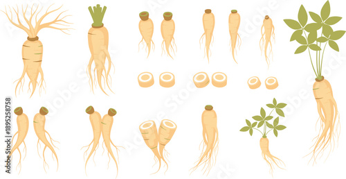 Ginseng root illustration set with whole sliced and leafy medicinal plant elements isolated