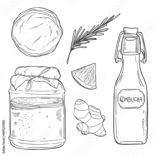 Kombucha. Healthy beverage. Ingredients for homemade fermented tea. Hand drawn vector illustration. Isolated objects on white
