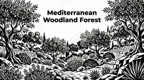 Mediterranean forests featuring olive trees, shrubs, and dry climate vegetation ecosystems black and white vector illustration