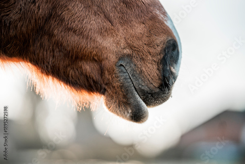 Obraz na plátně horse muzzle snout close up detail shot