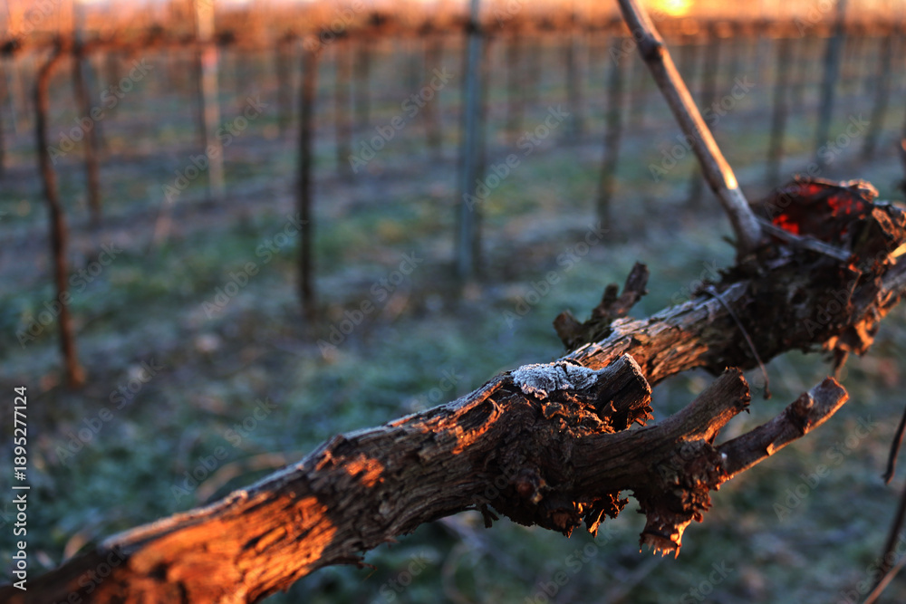 Fototapeta premium Pinot Vineyard branch on winter season covered by frost on winter season. Vitis vinifera in the italian countryside 