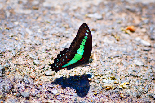 butterfly on the beach