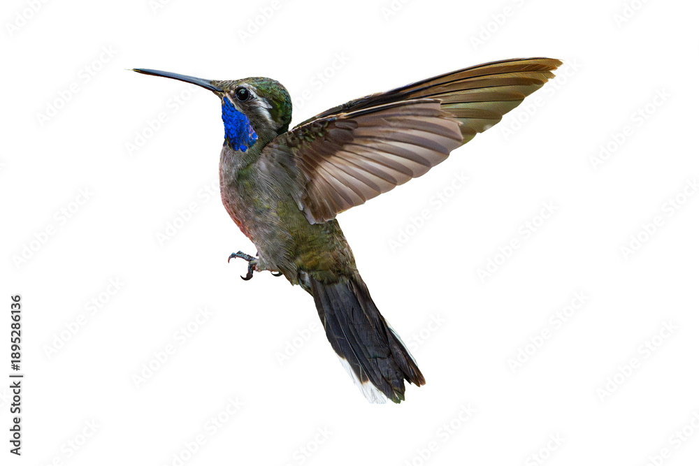 Fototapeta premium Blue-throated Hummingbird (Lampornis clemenciae) Photo, From the Side, Wings Extended, in Flight Over a Transparent Isolated PNG Background