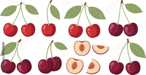 Cherry fruit vector set with red and dark berries, sliced halves and green leaves for healthy food design