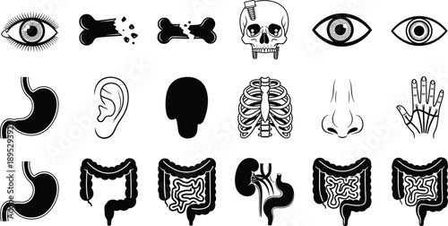 Human anatomy silhouettes set, body organs and senses icons, medical healthcare education concept, skeletal digestive system illustration vector