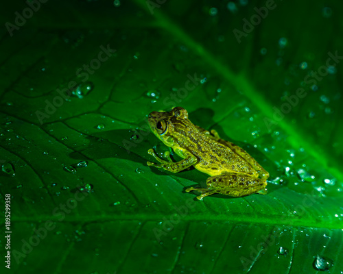 Foto Green frog on leaf
