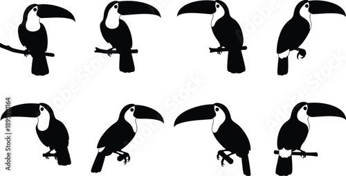 Set of toucan silhouettes in various poses perching on branches and standing isolated on white background for tropical nature designs