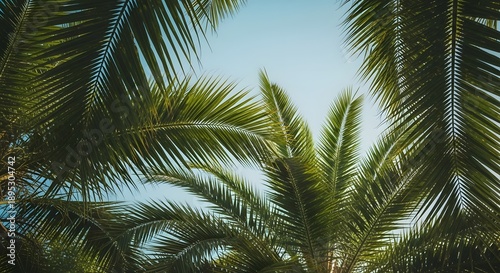 Easter sunday palm trees basking in sunlight on a clear blue sky day
