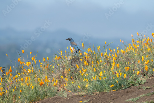 Valokuva A California scrub jay standing in a patch of California poppies in spring