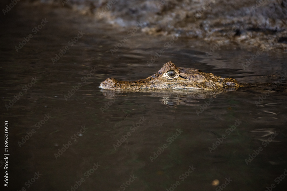 Obraz premium Close-up of spectacled caiman (Caiman crocodilus) partially submerged in water, detailed portrait of freshwater crocodilian, wild reptile in natural habitat with calm and moody atmosphere