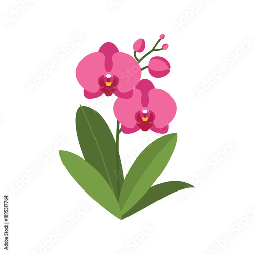 Pink Orchid Flower Vector Clipart Isolated on White Background for Floral Design