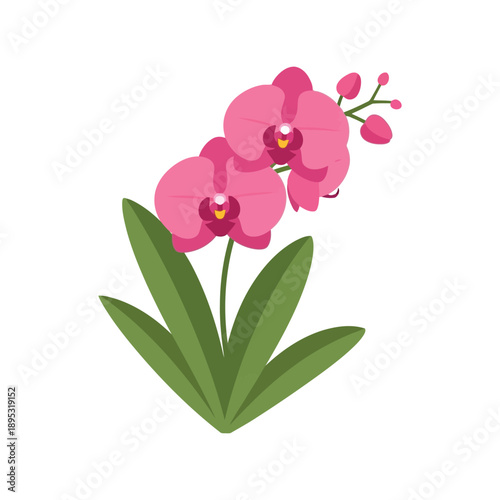 Pink orchid flower vector clipart isolated on white background for botanical design and decor