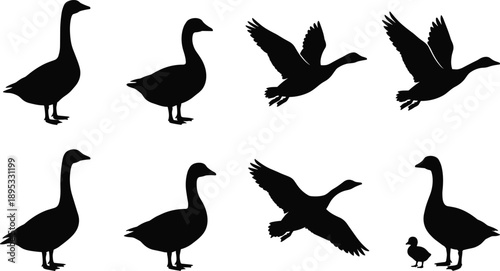 Collection of black goose silhouettes in various poses on white background Keywords: goose, geese, silhouette, bird, fowl
