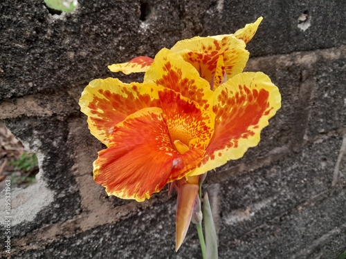 Beautiful yellow flowers bloom in the garden when hit by strong winds during the day.