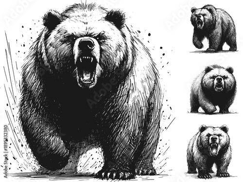 Bear angry line art drawing illustration emotions