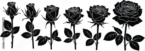Rose flower growth stages silhouettes, blooming rose evolution set, botanical floral illustration, romantic garden plant design black