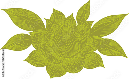 described features a green engraving of a flower that exhibits a dense and geometric style. This artistic approach emphasizes the structure and symmetry of the flower, highlighting its intricate detai