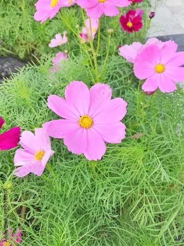 Beautiful cosmos flowers blooming in the garden.