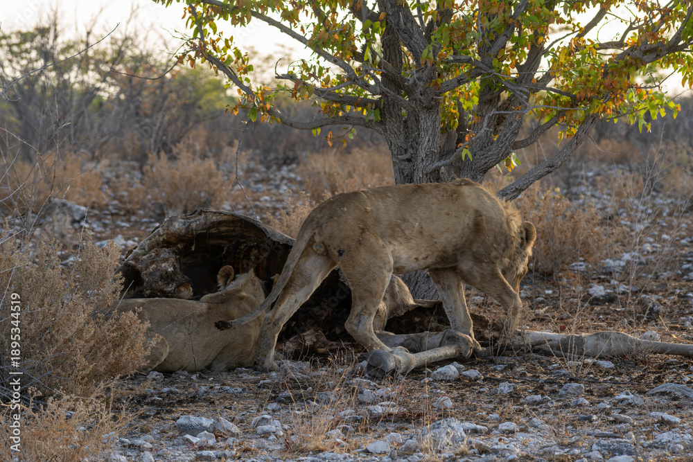 Naklejka premium Etosha National Park in Namibia is famous for its vast, shimmering salt pan, open savanna landscapes, and remarkable wildlife diversity. Elephants, lions, giraffes, zebras.