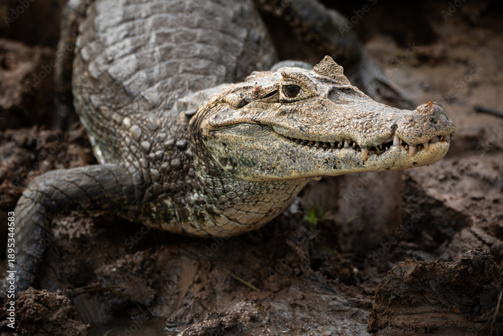 Obraz premium Spectacled caiman (Caiman crocodilus) with open mouth resting on muddy riverbank, freshwater crocodilian displaying defensive behavior in natural tropical habitat 