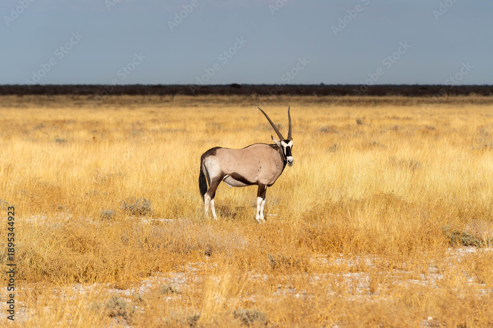 Obraz premium Etosha National Park in Namibia is famous for its vast, shimmering salt pan, open savanna landscapes, and remarkable wildlife diversity. Elephants, lions, giraffes, zebras.
