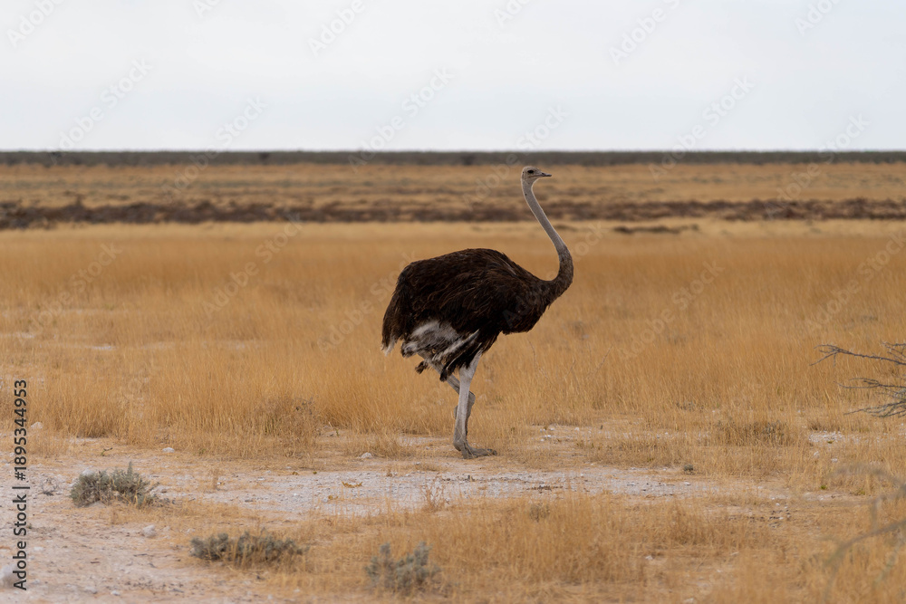 Naklejka premium Etosha National Park in Namibia is famous for its vast, shimmering salt pan, open savanna landscapes, and remarkable wildlife diversity. Elephants, lions, giraffes, zebras.