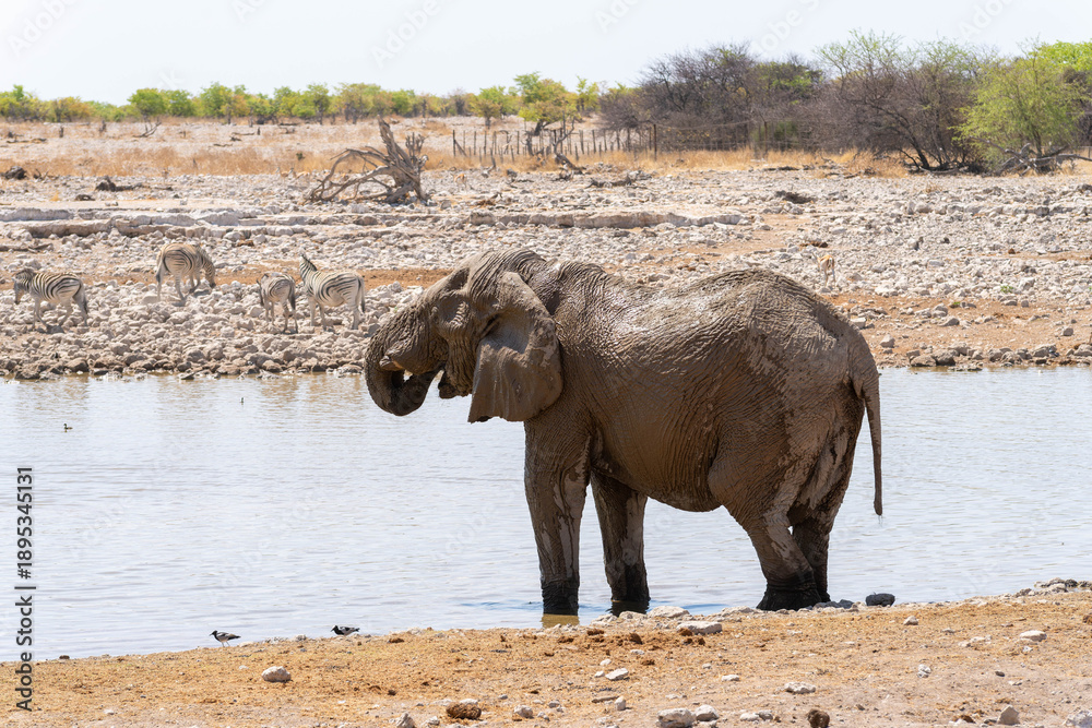Obraz premium Etosha National Park in Namibia is famous for its vast, shimmering salt pan, open savanna landscapes, and remarkable wildlife diversity. Elephants, lions, giraffes, zebras.