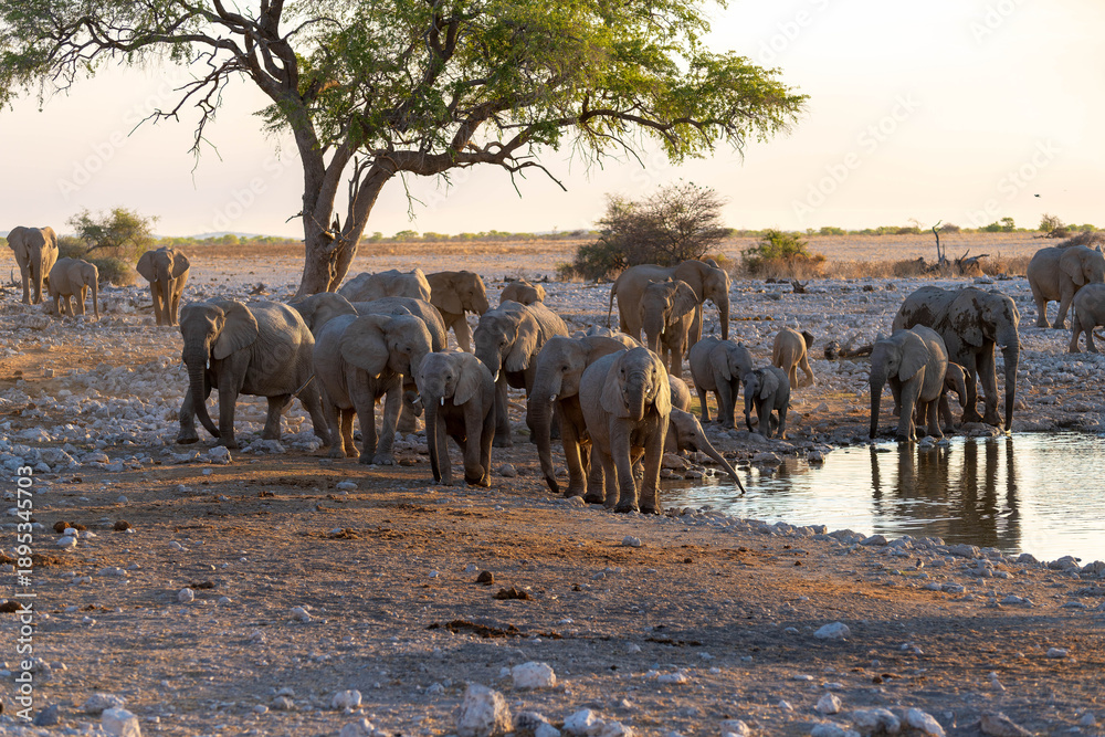 Obraz premium Etosha National Park in Namibia is famous for its vast, shimmering salt pan, open savanna landscapes, and remarkable wildlife diversity. Elephants, lions, giraffes, zebras.