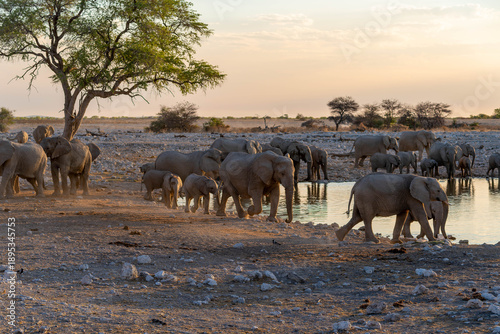 Quadro em tela Etosha National Park in Namibia is famous for its vast, shimmering salt pan, open savanna landscapes, and remarkable wildlife diversity