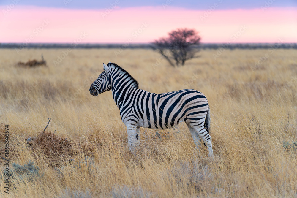 Fototapeta premium Etosha National Park in Namibia is famous for its vast, shimmering salt pan, open savanna landscapes, and remarkable wildlife diversity. Elephants, lions, giraffes, zebras.