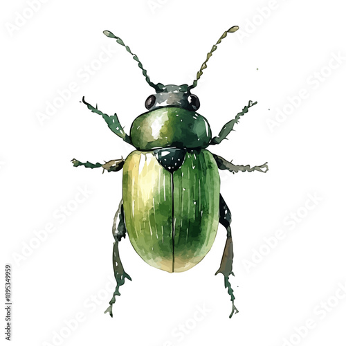 Weevil, high quality watercolor, isolated on a white background, vibrant details.