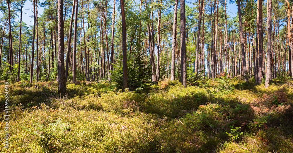 Obraz premium pine forest with blueberry bushes as undergrowth on the forest floor
