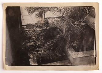 black and white photograph depicting plants in winter
