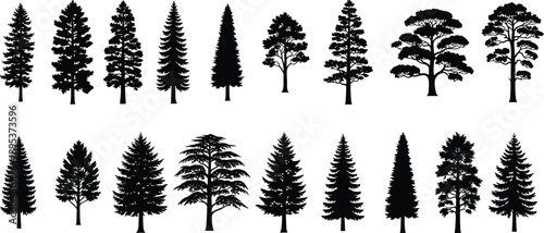 Set of various pine and coniferous tree silhouettes, forest landscape elements, cad drawing flat vector illustration, isolated on white background, nature