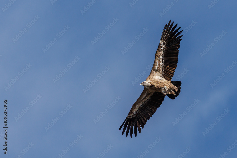 Fototapeta premium Buitre leonado volando visto desde abajo con detalle y espacio negativo, Alcoy, España