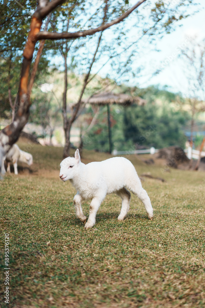 Obraz premium Happy cute baby lamb in natural farm environment