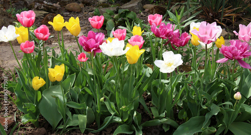 Multicolored tulips bloom on a flower bed in the garden