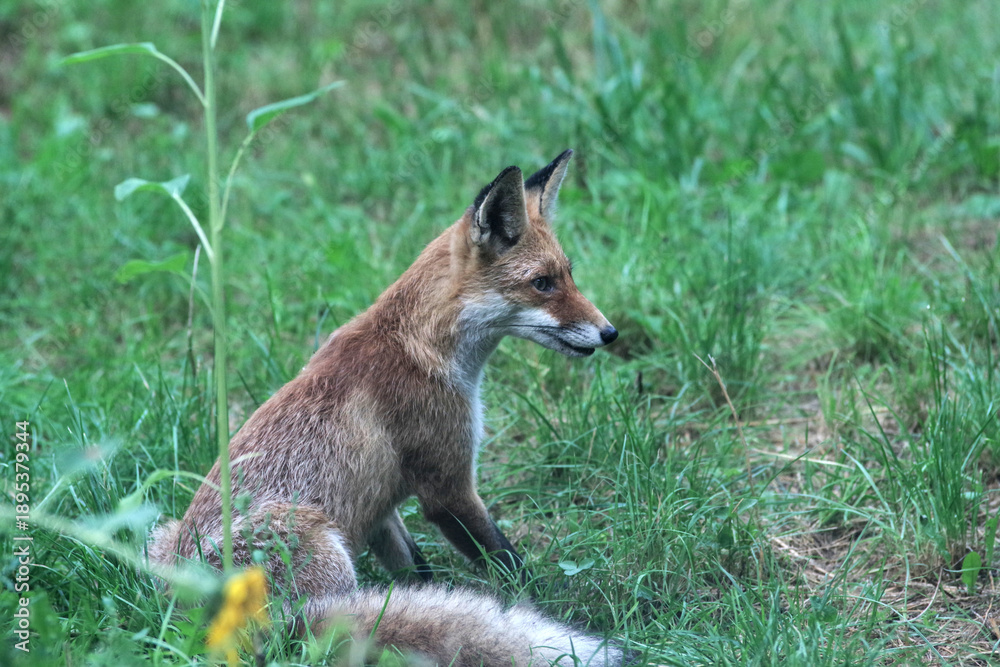 Fototapeta premium a fox sitting on green grass