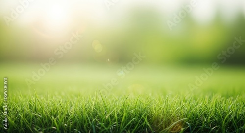Blurry image of a lush green lawn in a sunny day